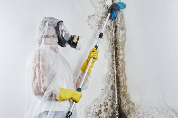 Best Mold Remediation Services  in Wailuku, HI