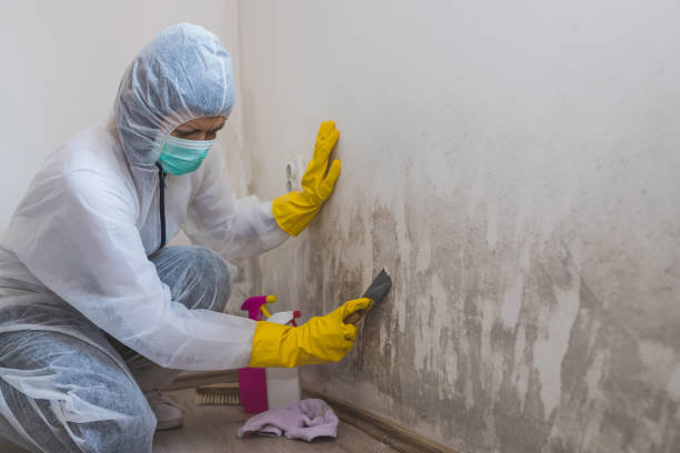 Best Residential Mold Removal  in Wailuku, HI