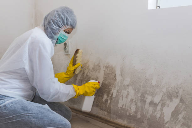 Best Certified Mold Removal  in Wailuku, HI