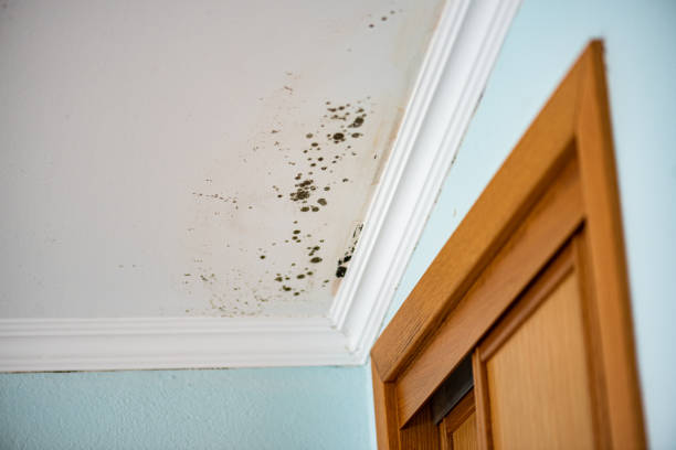 Best Mold Damage Repair  in Wailuku, HI