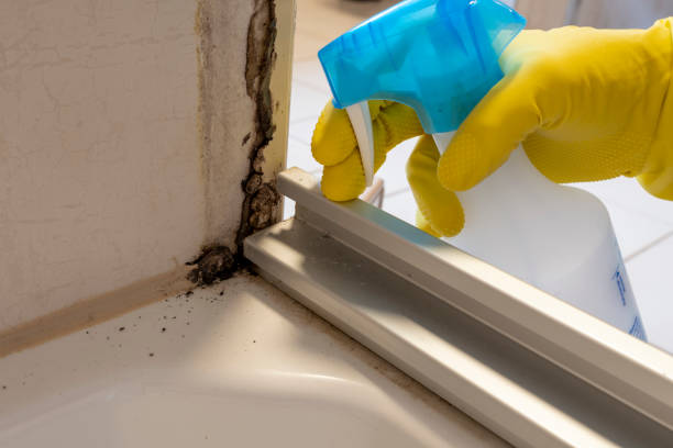 Best Attic Mold Removal  in Wailuku, HI