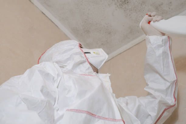 Best Toxic Mold Removal  in Wailuku, HI