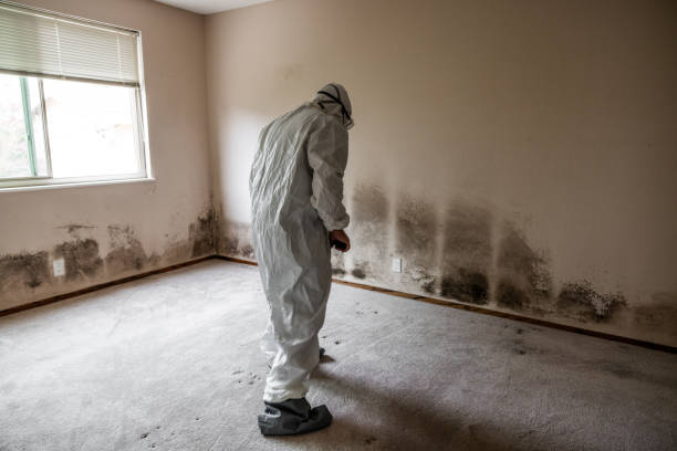 Best Mold Testing  in Wailuku, HI